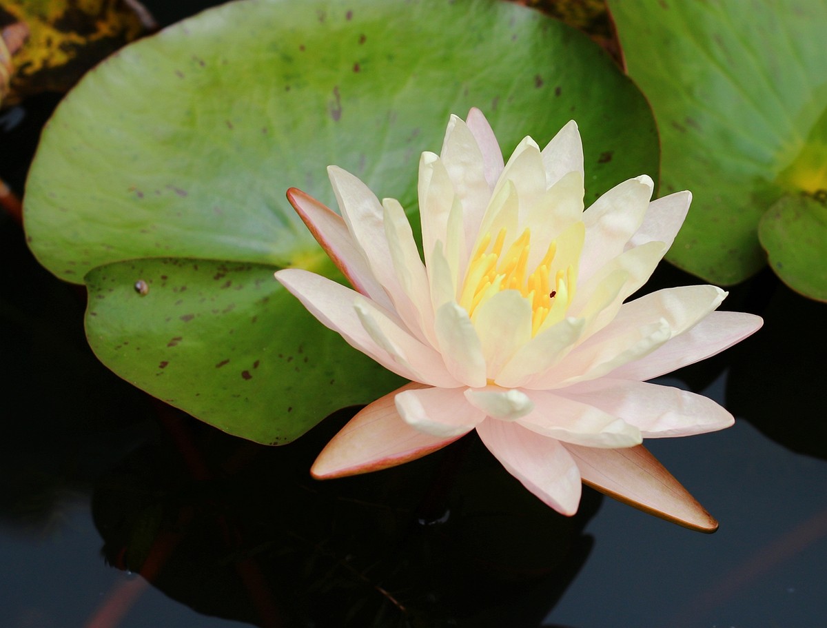 美丽妖娆的睡莲