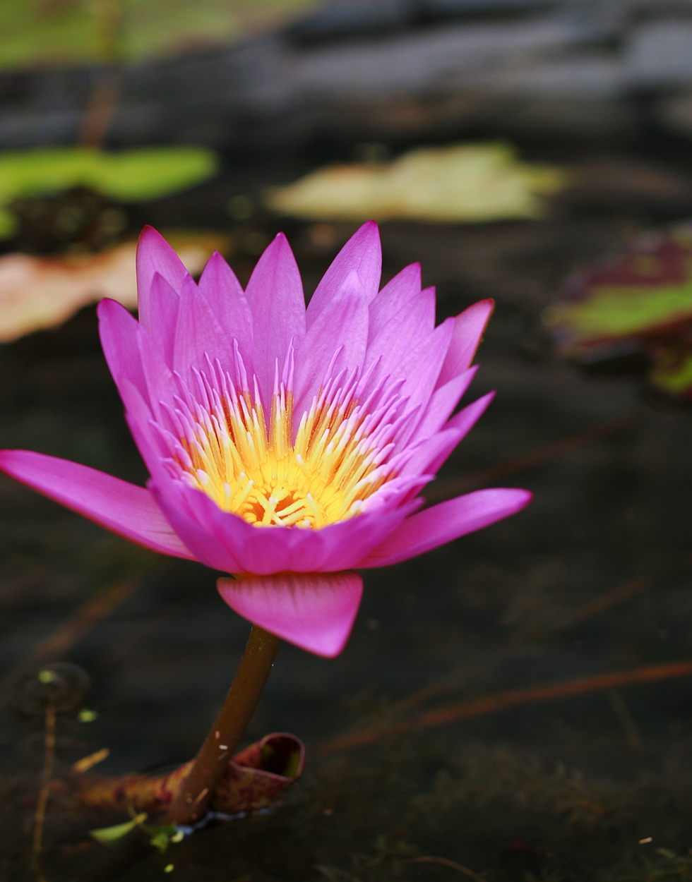 美丽妖娆的睡莲