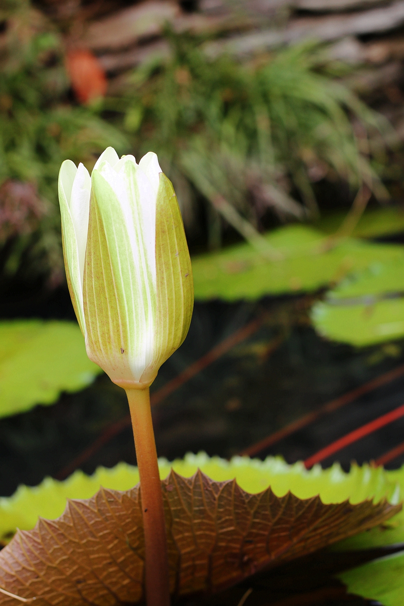 美丽妖娆的睡莲