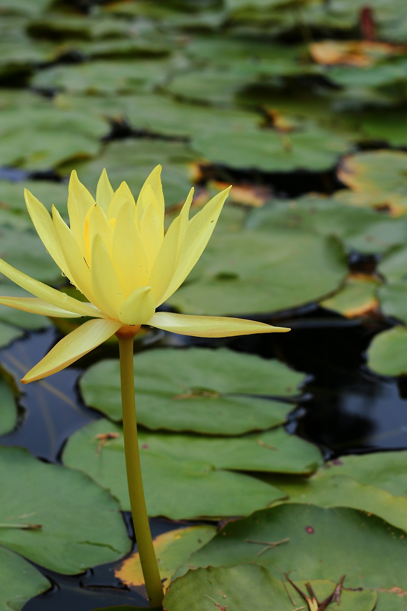 美丽妖娆的睡莲