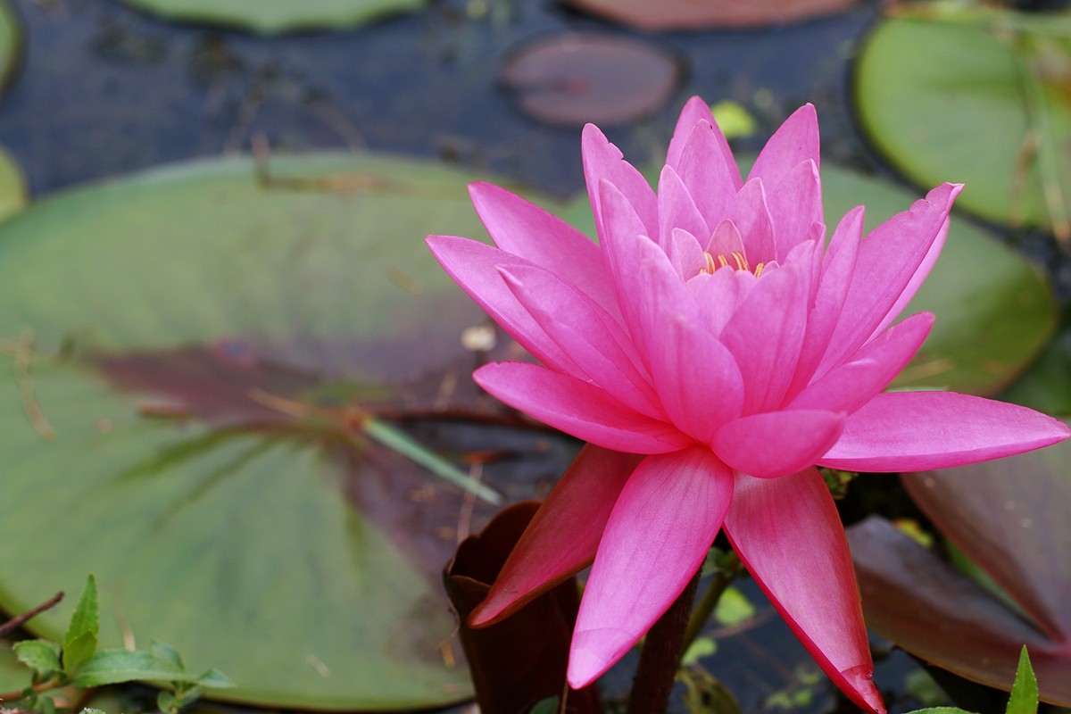 美丽妖娆的睡莲