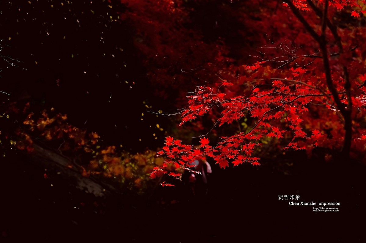 #版主坐堂#【天津版块】2015年10月金、银钻精华汇总（下）