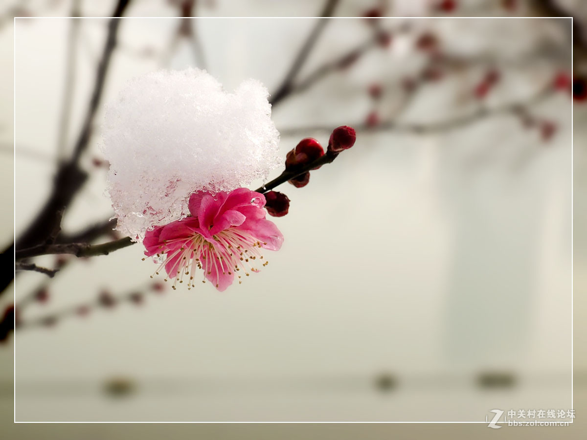 雪中红梅-中关村在线摄影论坛