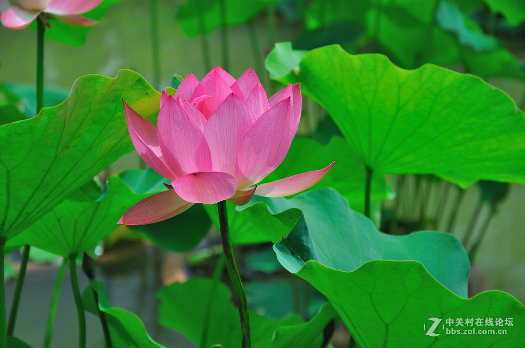 #ZOL月赛-你好2016#+荷舞新春