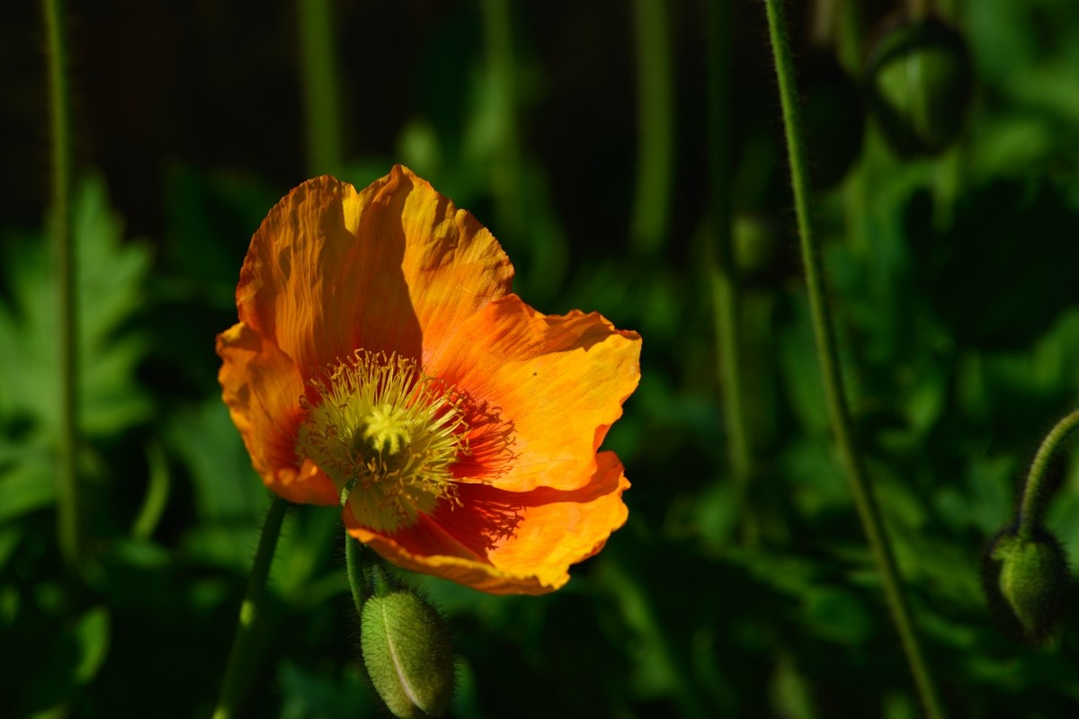 祝好友“晚之秋”荣任佳能5DsR星空(中国)版主！