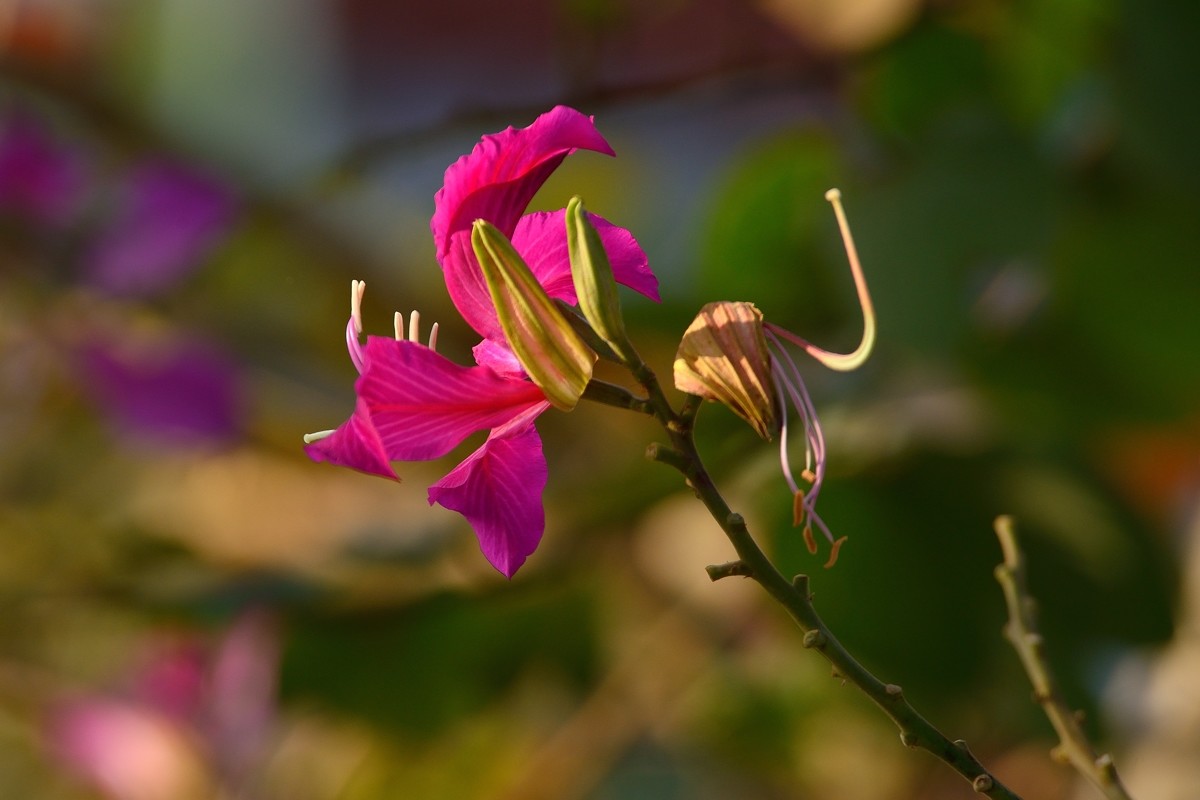 祝好友“晚之秋”荣任佳能5DsR星空(中国)版主！