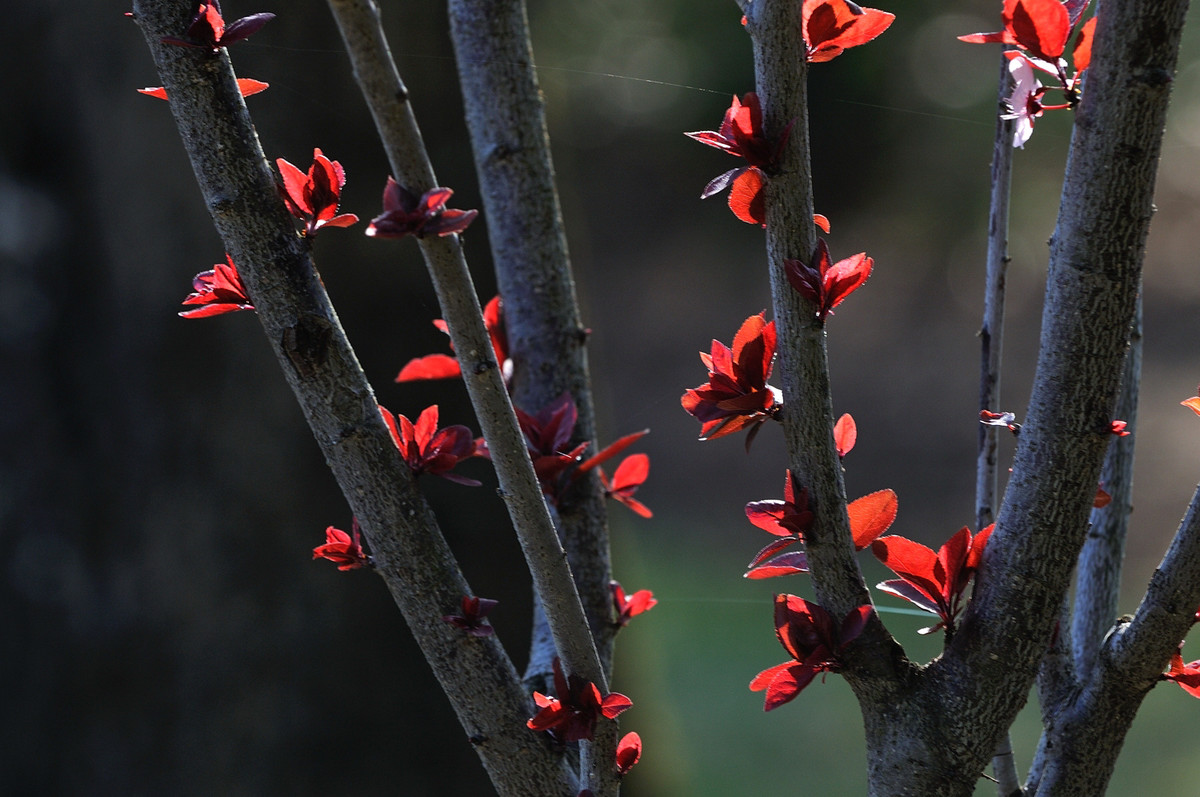 祝好友“晚之秋”荣任佳能5DsR星空(中国)版主！