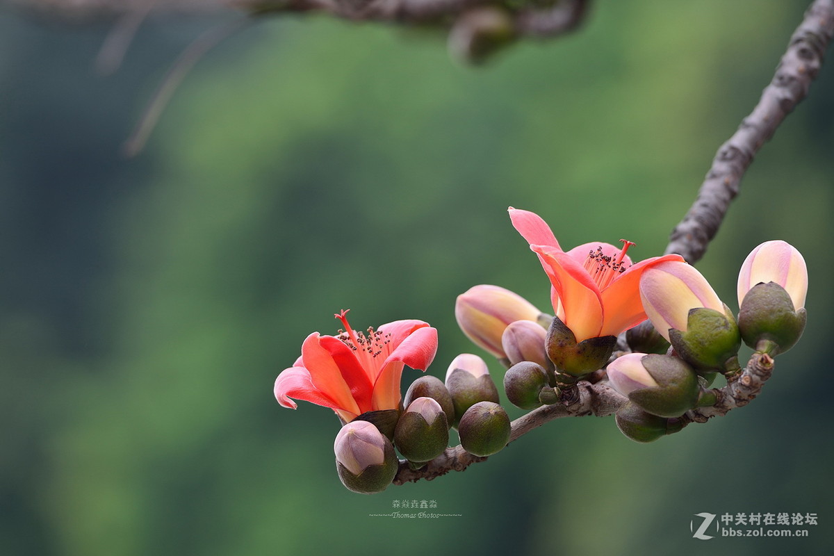 紅棉