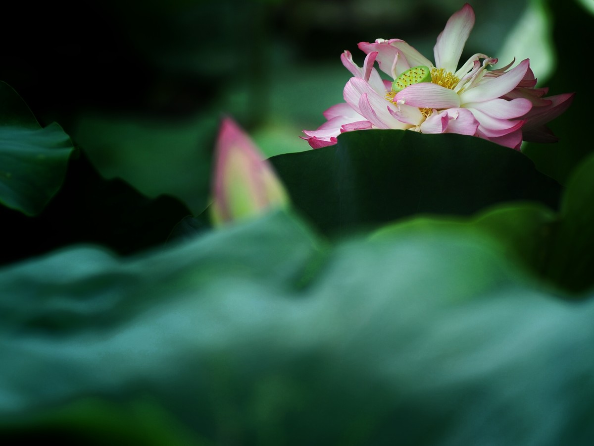 二代再来出镜，六月的荷花