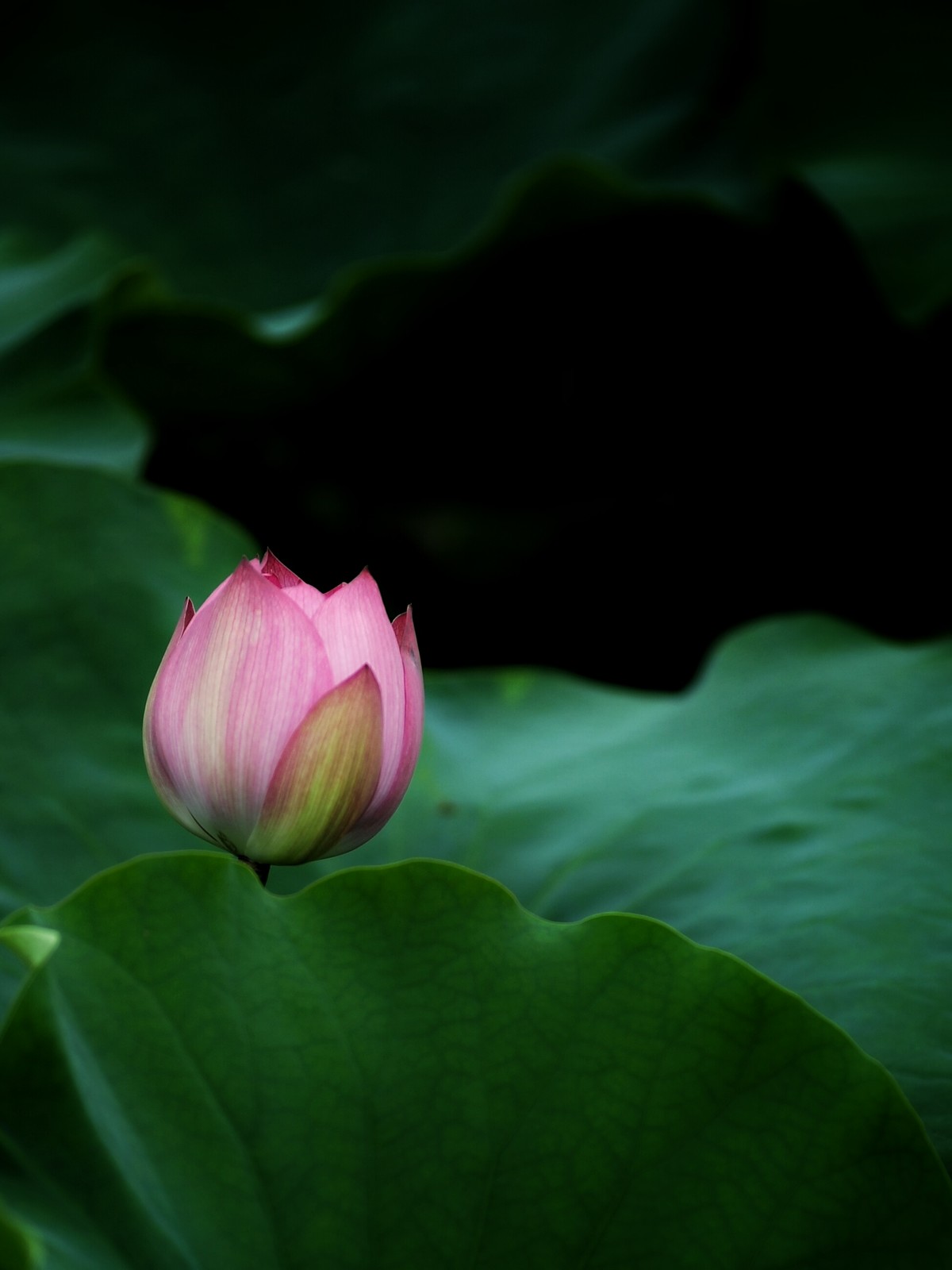 二代再来出镜，六月的荷花