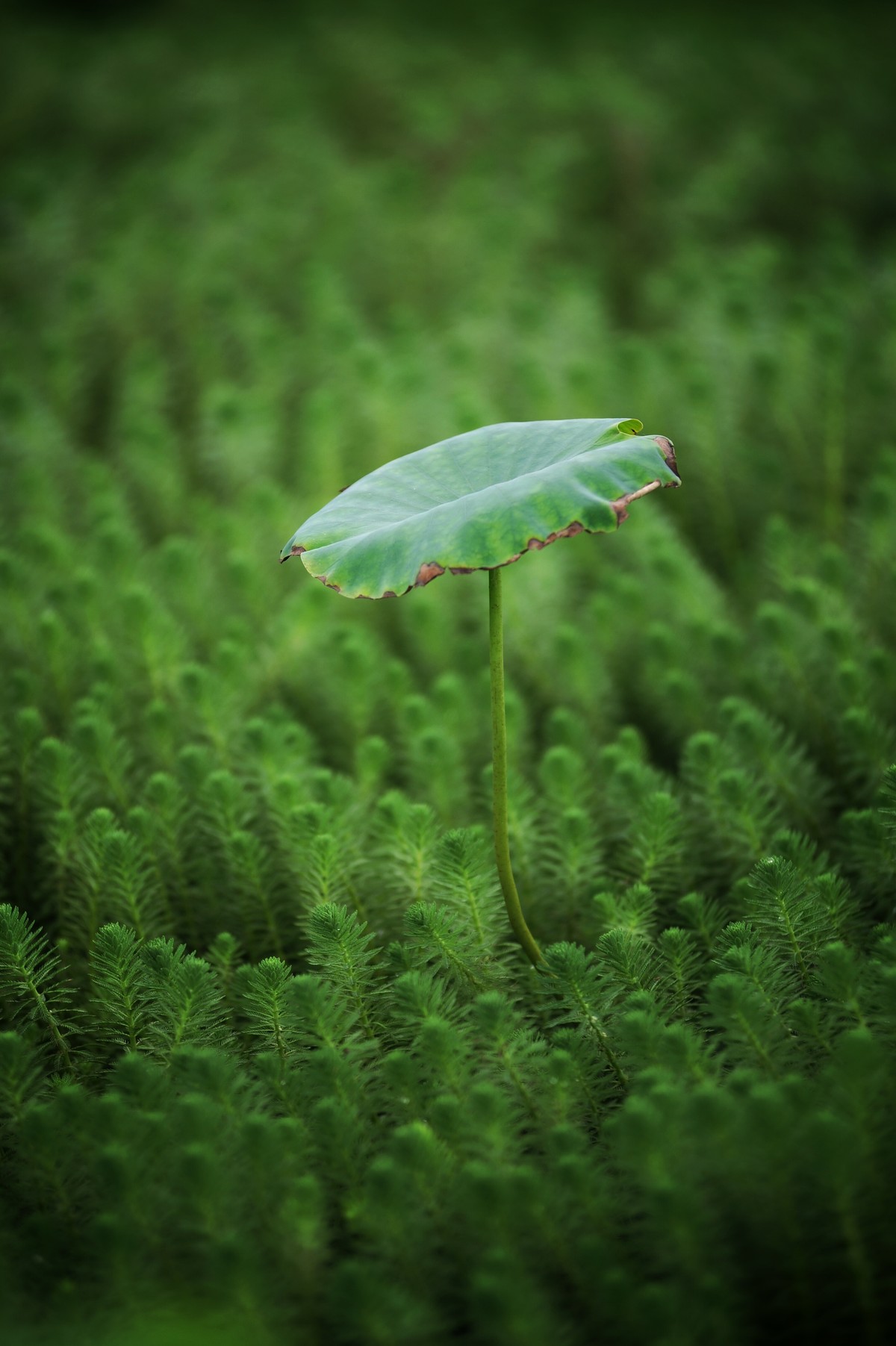 二代再来出镜，六月的荷花