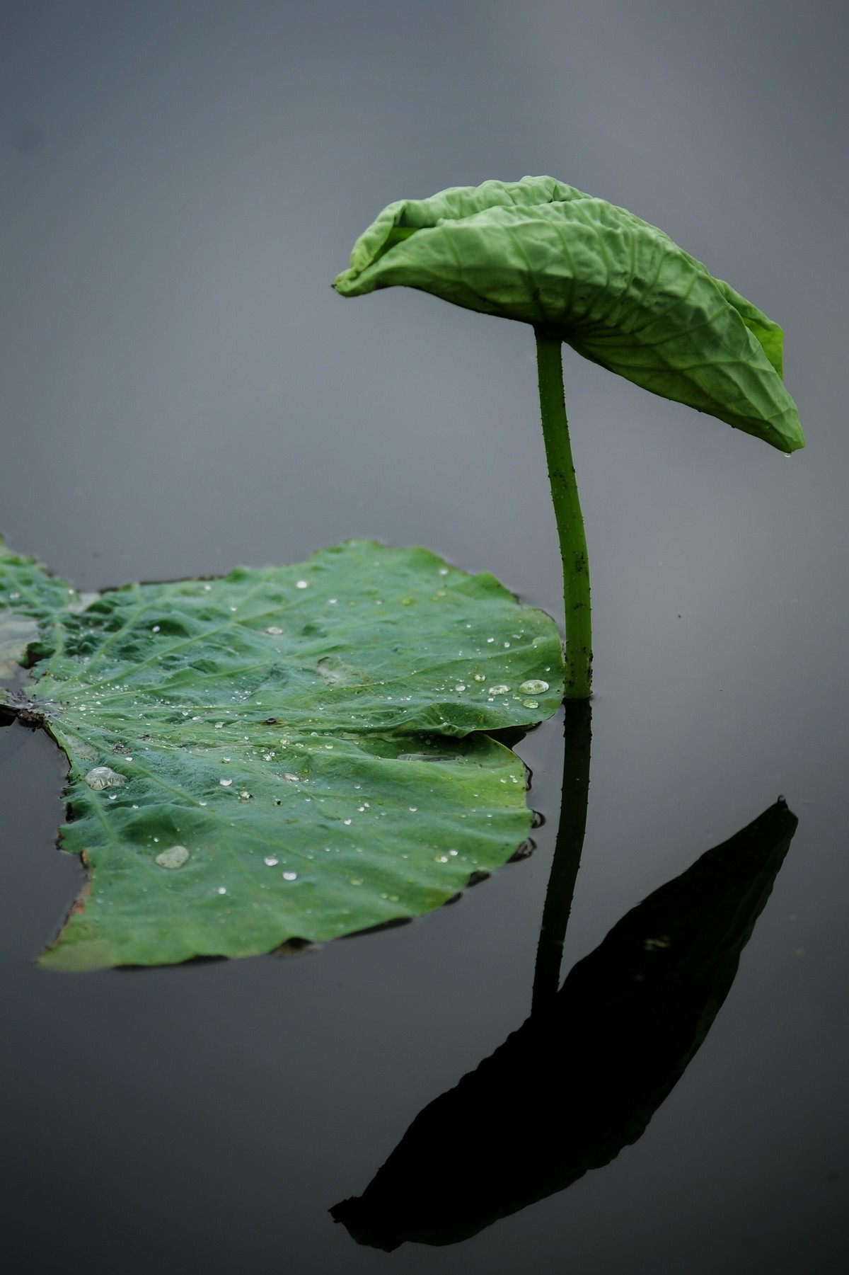 二代再来出镜，六月的荷花