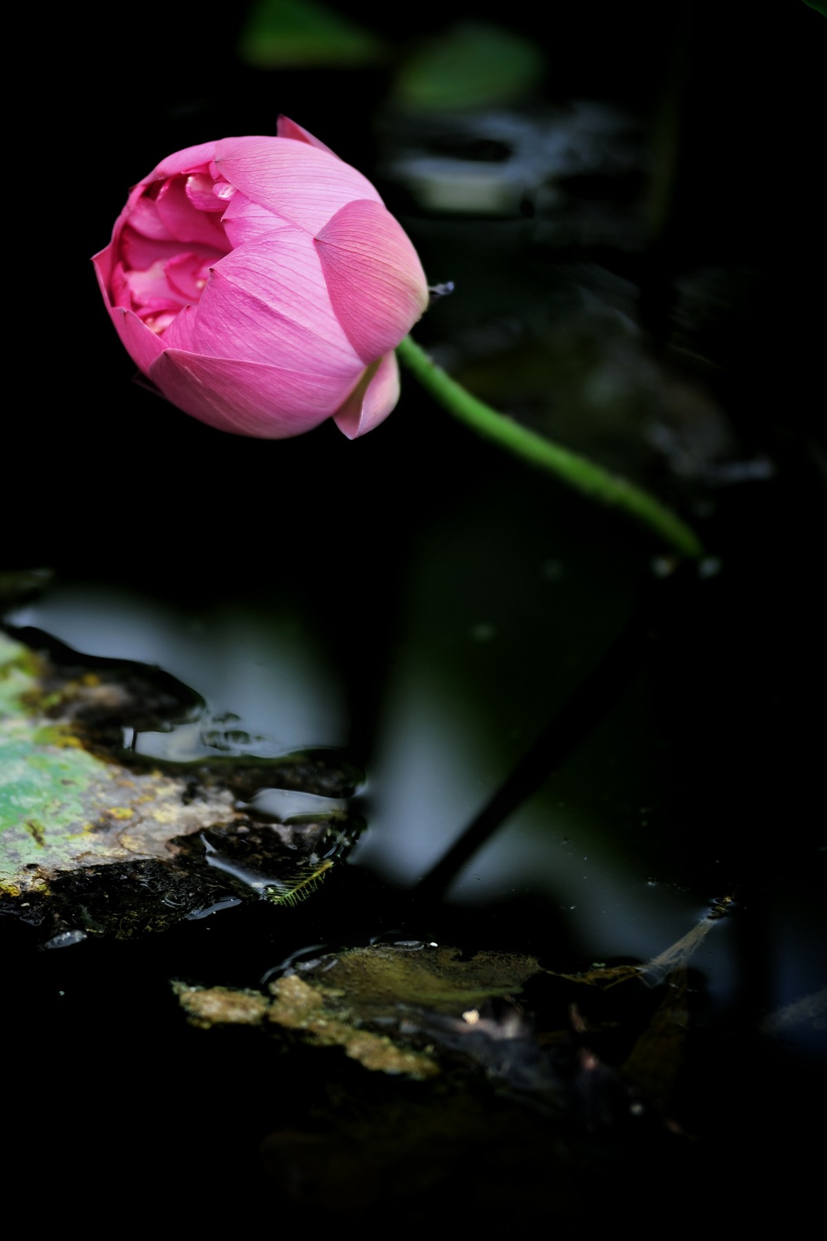 二代再来出镜，六月的荷花