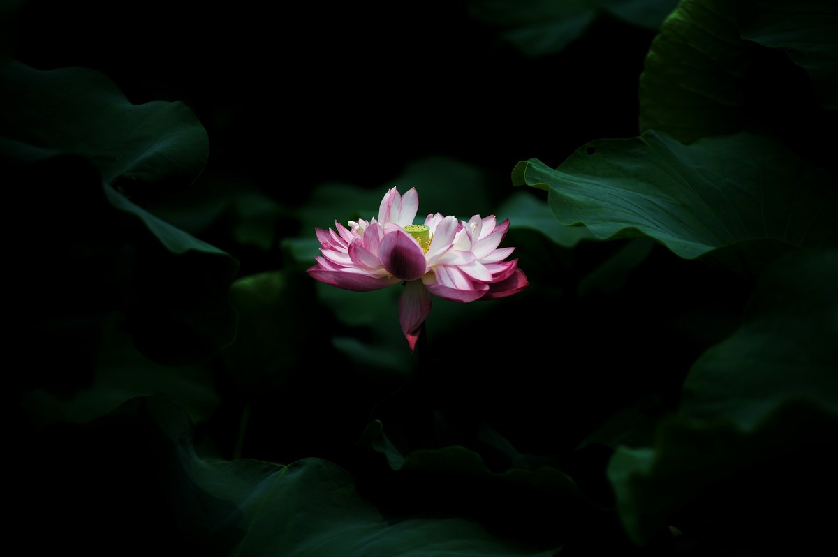 二代再来出镜，六月的荷花