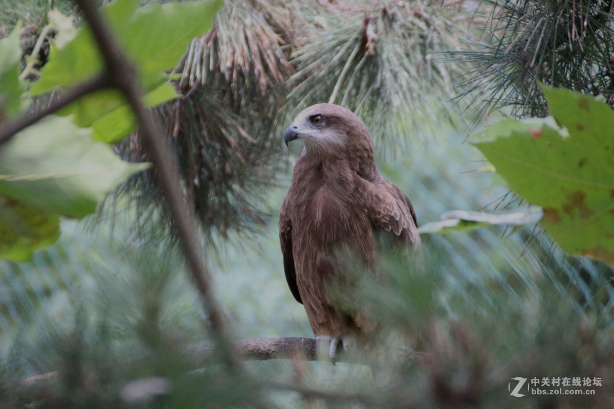 威海神雕山动物园抓拍之一(鸟类)