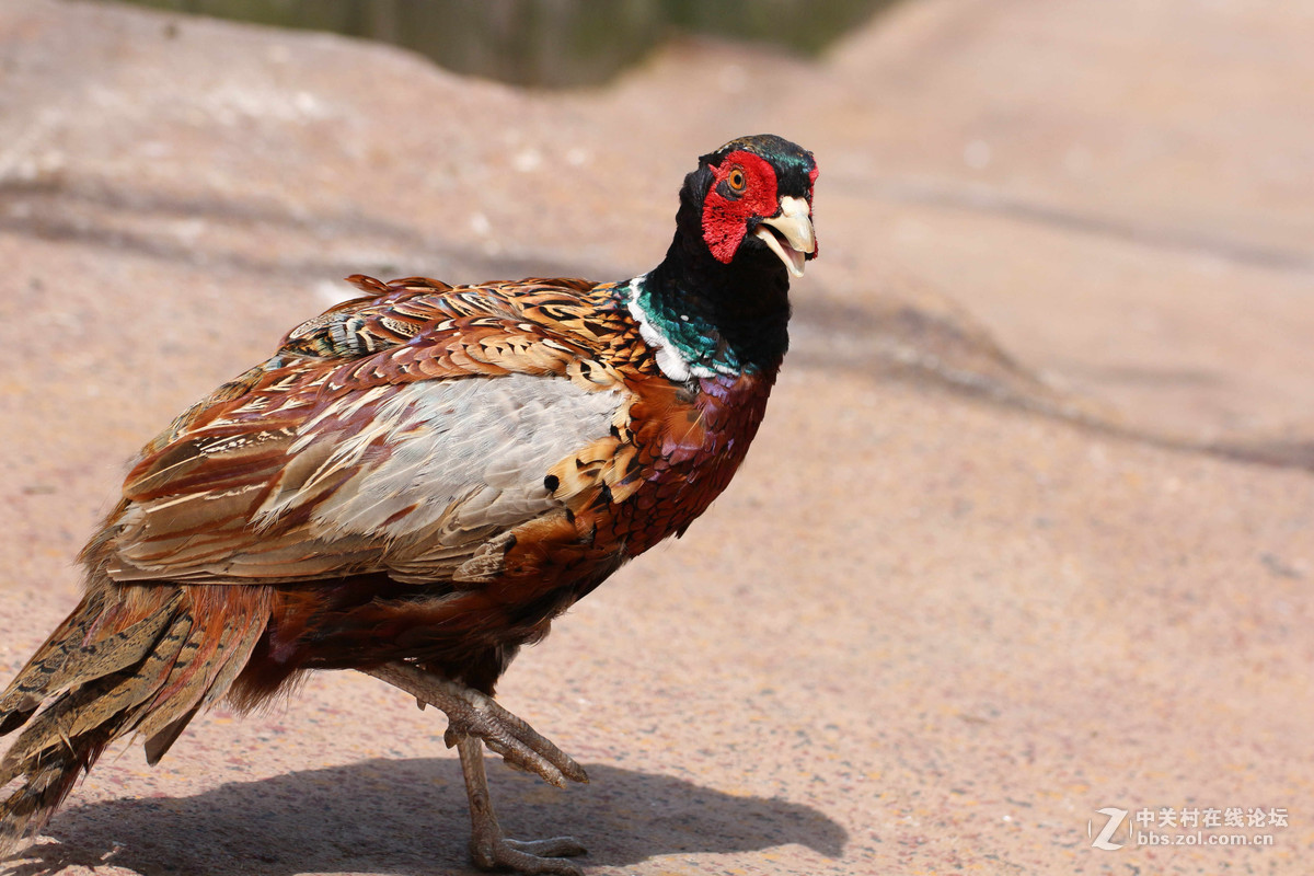 威海神雕山动物园抓拍之一(鸟类)