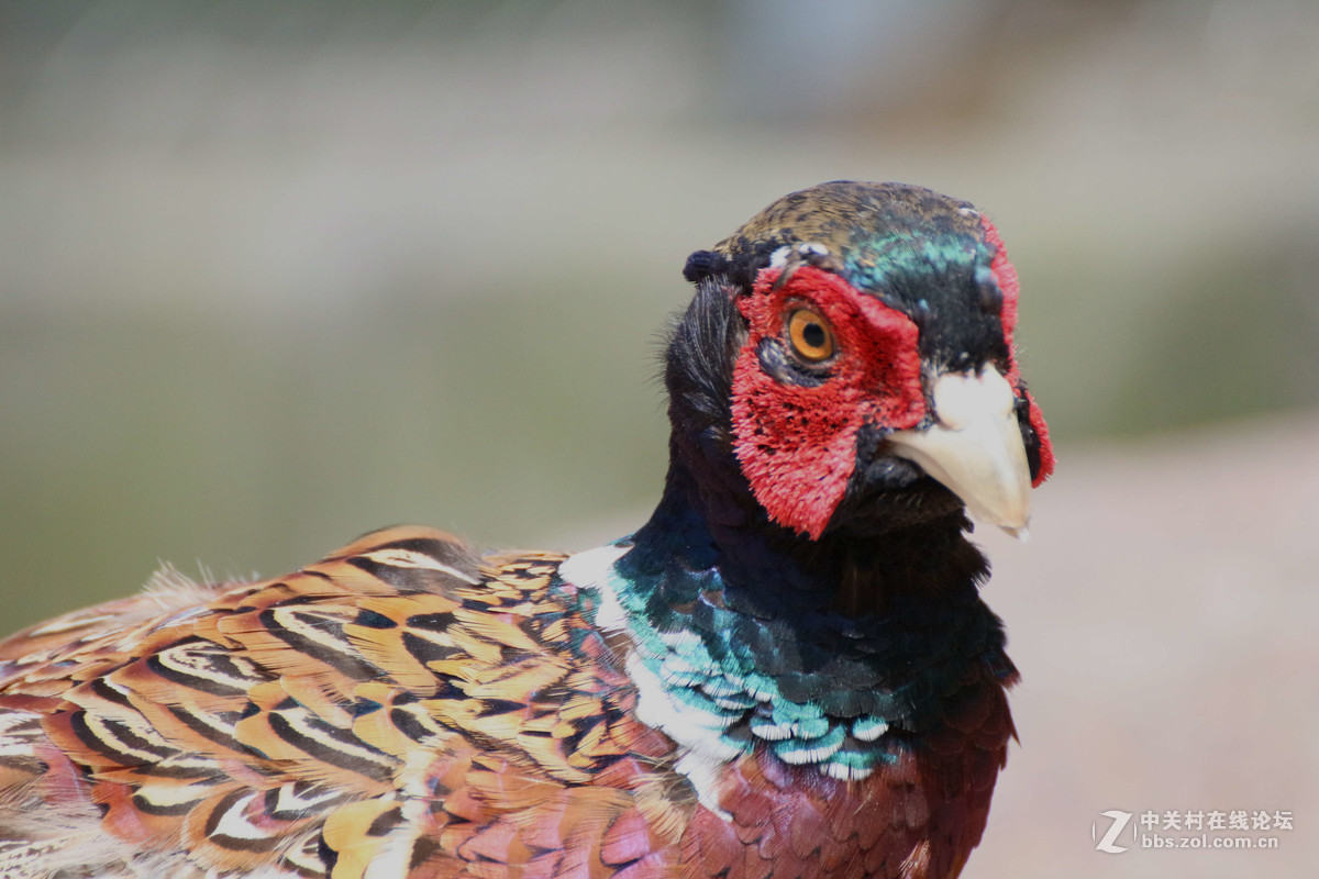 威海神雕山动物园抓拍之一(鸟类)