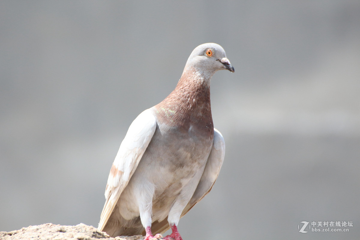 威海神雕山动物园抓拍之一(鸟类)