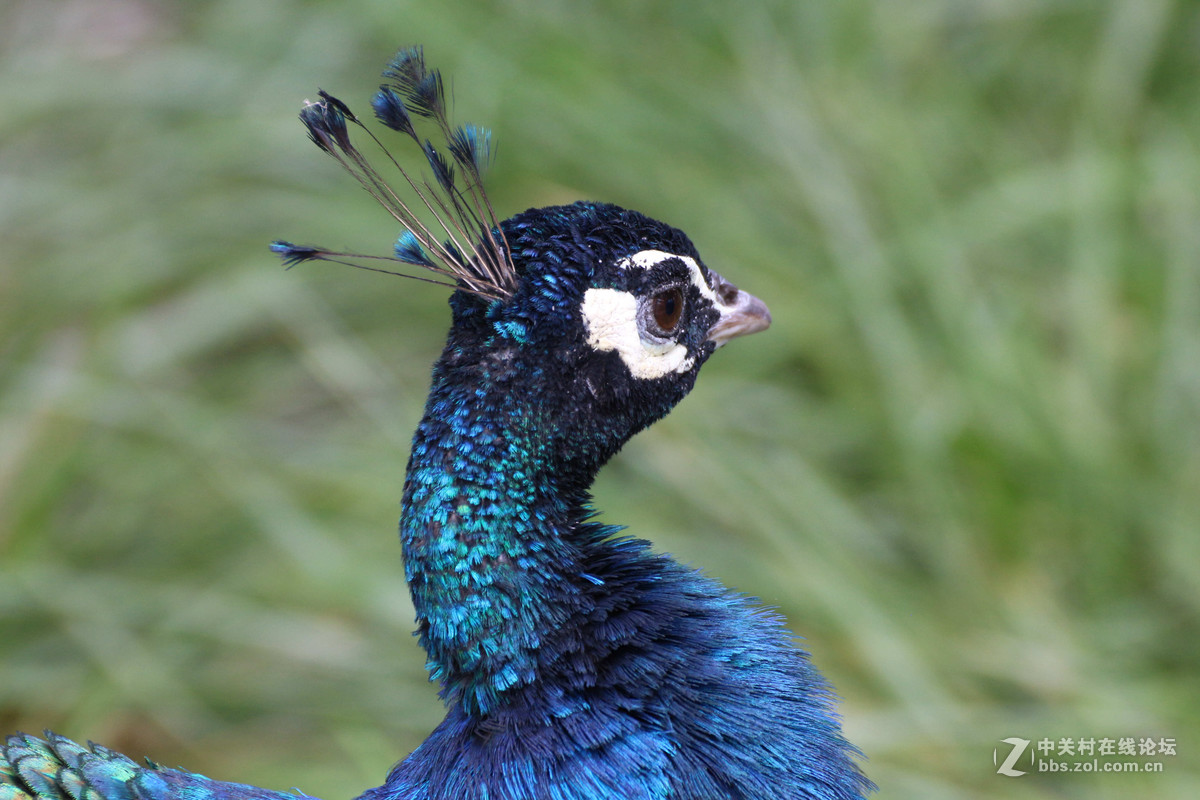 威海神雕山动物园抓拍之一(鸟类)