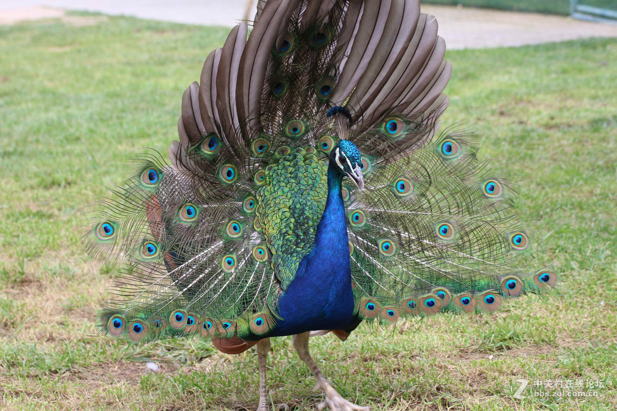 威海神雕山动物园抓拍之一(鸟类)