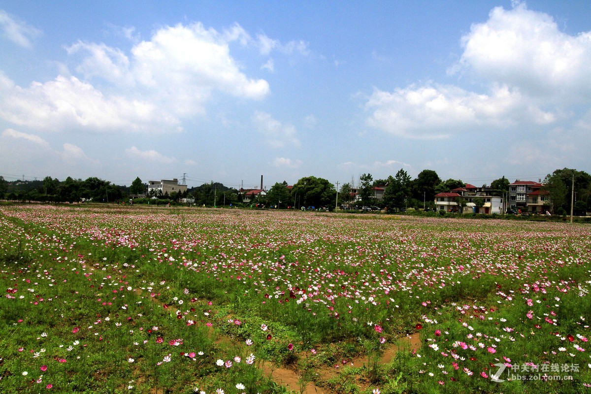 景德镇市高沙村的格桑花随意拍摄