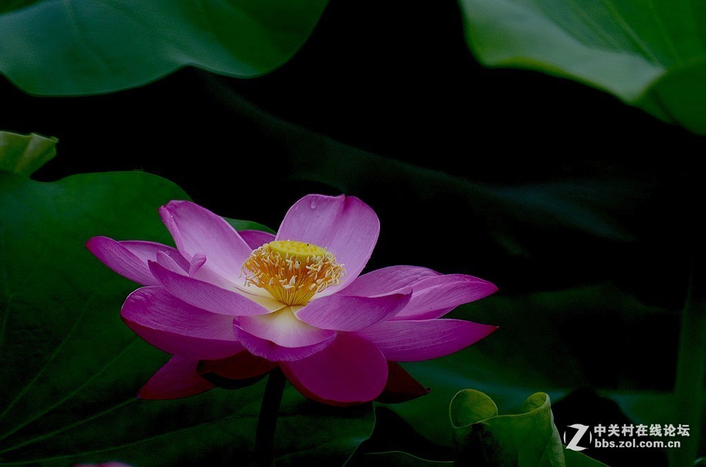 #版主坐堂#小五星空(中国)2017年7月精品荟萃