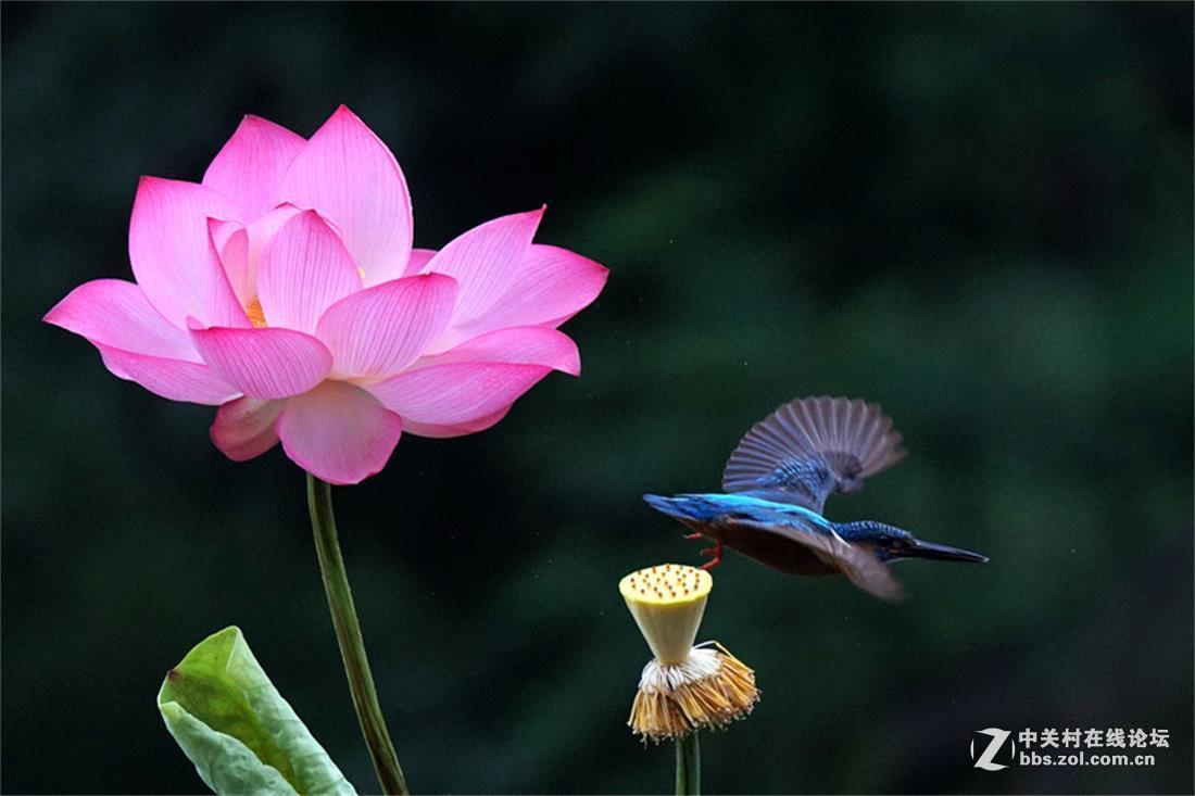 #版主坐堂#小五星空(中国)2017年7月精品荟萃