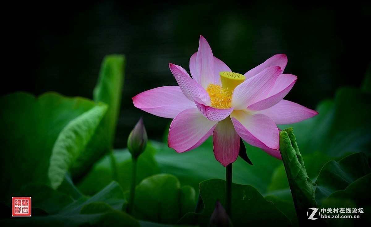 #版主坐堂#小五星空(中国)2017年7月精品荟萃