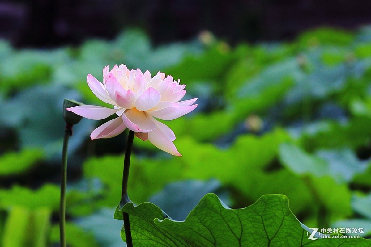 #版主坐堂#小五星空(中国)2017年7月精品荟萃