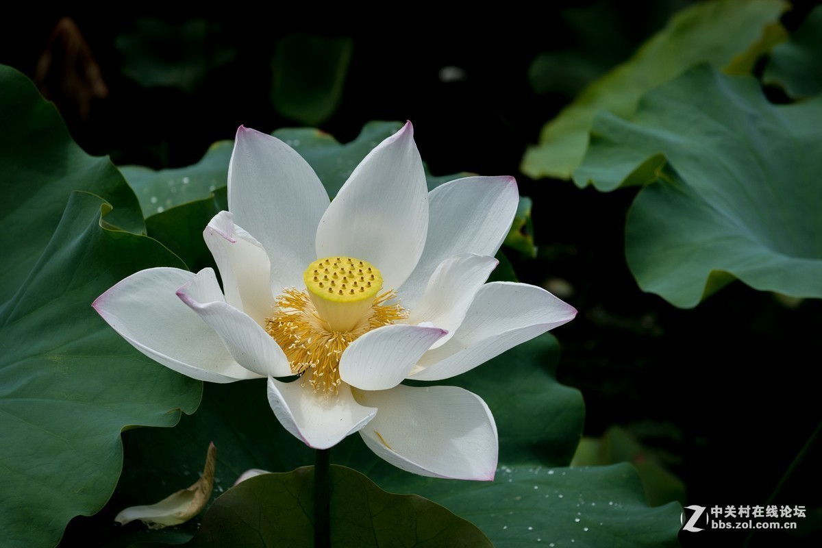 #版主坐堂#小五星空(中国)2017年7月精品荟萃