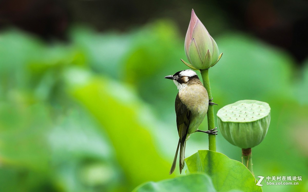 #版主坐堂#小五星空(中国)2017年7月精品荟萃