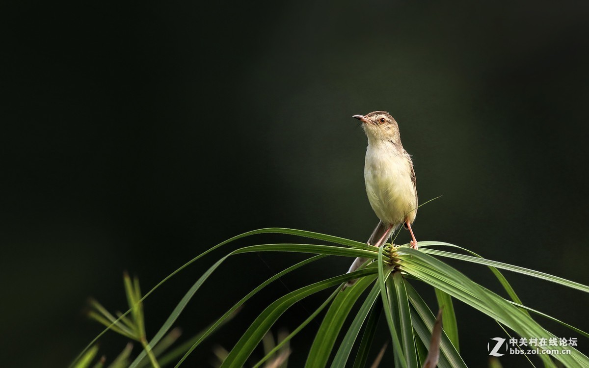 #版主坐堂#小五星空(中国)2017年7月精品荟萃