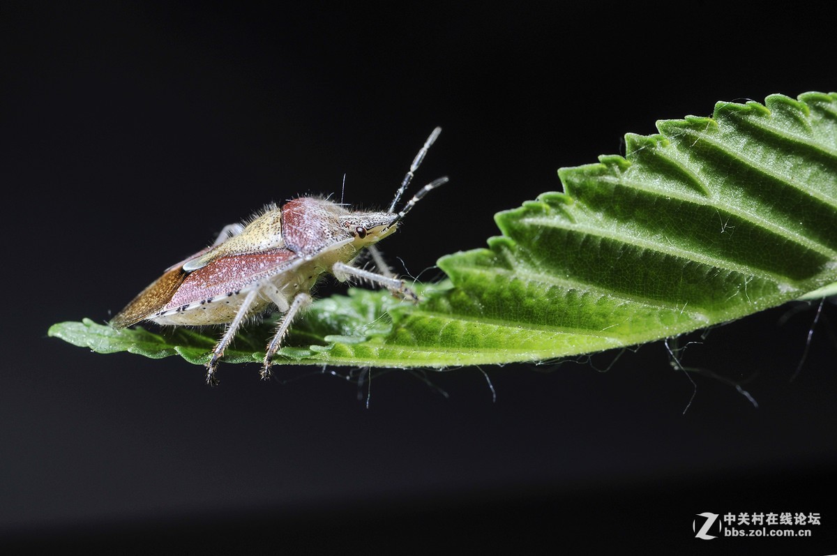 #版主坐堂#小五星空(中国)2017年7月精品荟萃