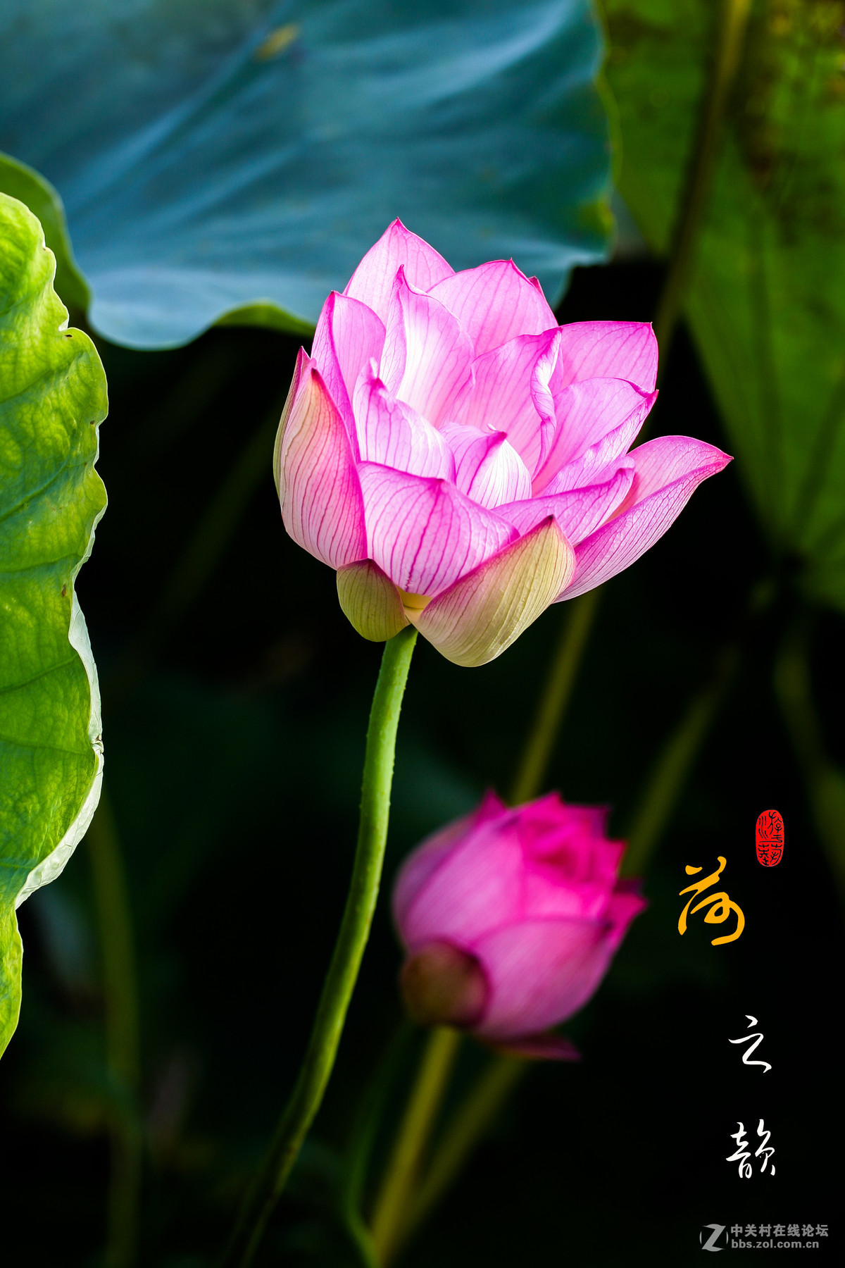 荷之韵