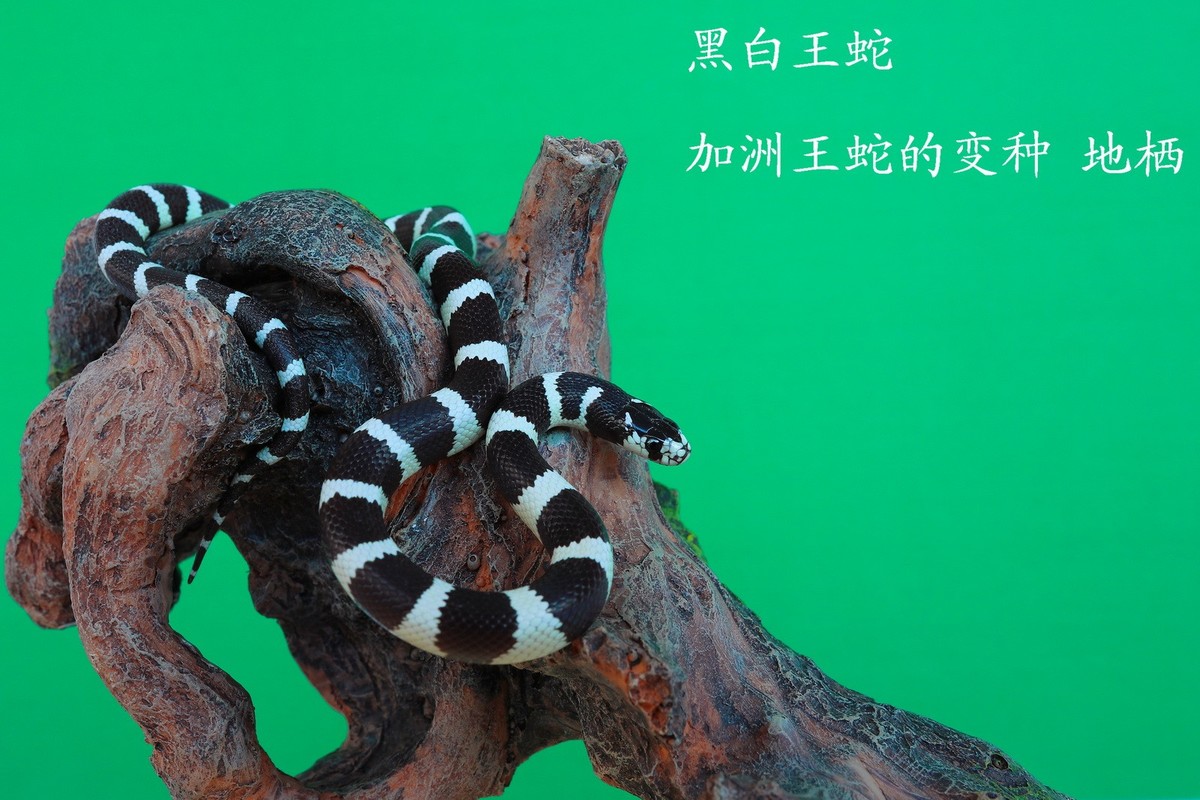 宠物蛇玉米蛇,玉米蛇,宠物蛇_大山谷图库