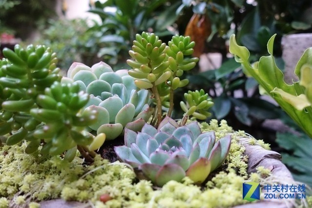 彩云之南 我们徒步去雨崩！