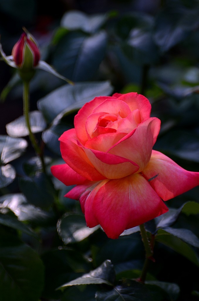 竖版月季花