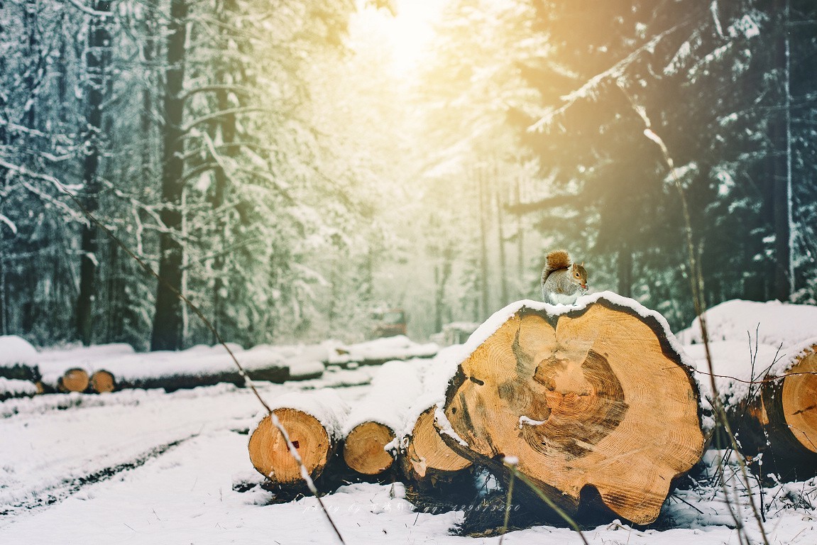 #佳能月赛-冬日精彩# 冰雪奇缘