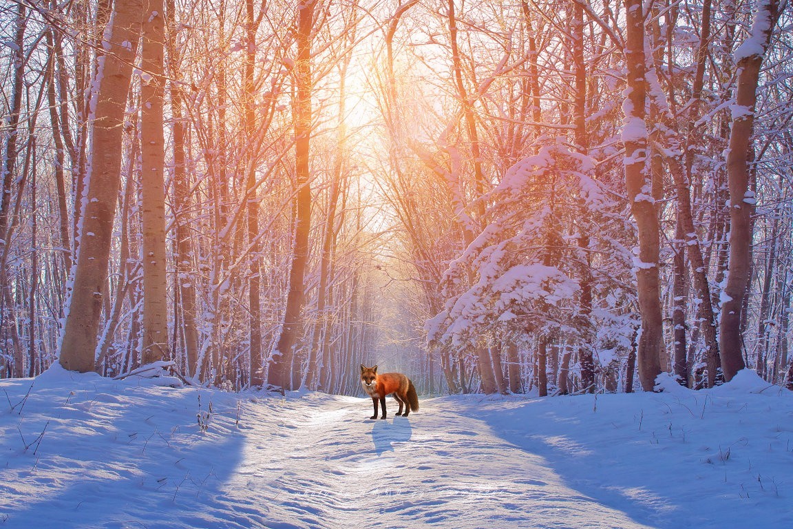 #佳能月赛-冬日精彩# 冰雪奇缘