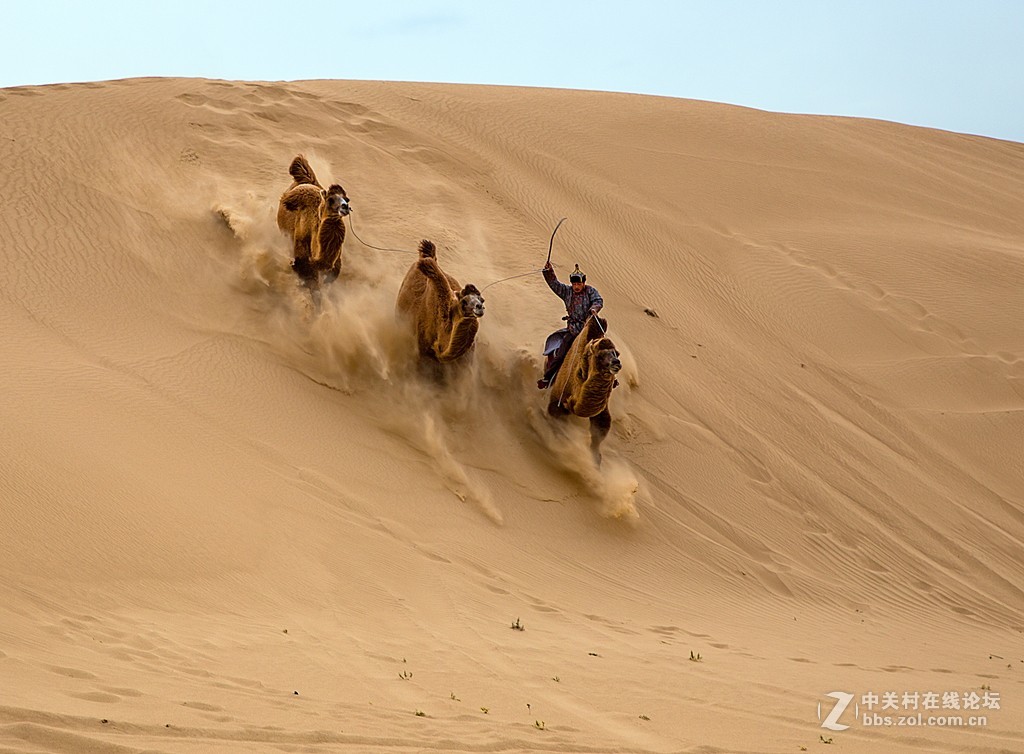 骆驼跑起来