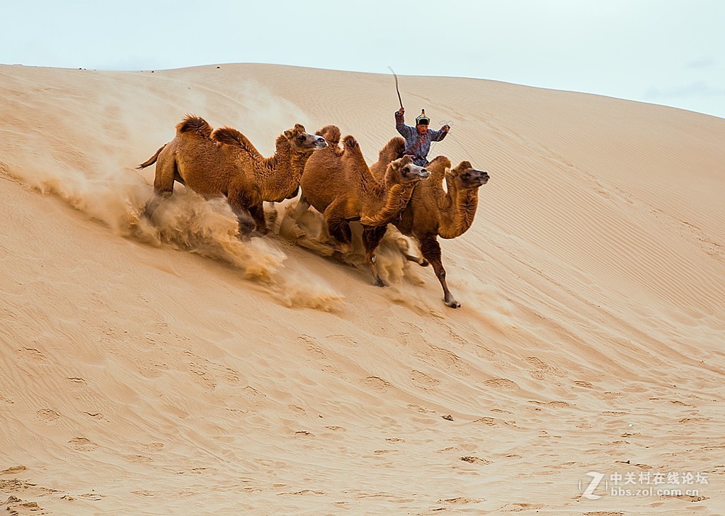 骆驼跑起来