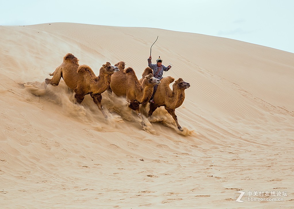 骆驼跑起来