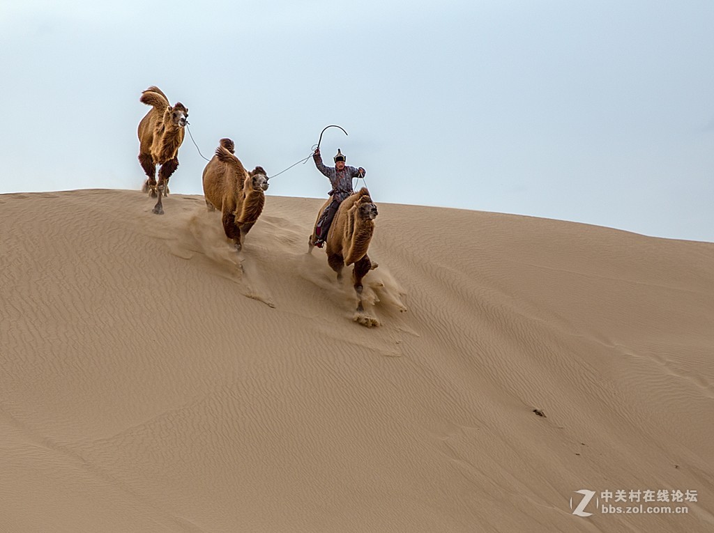 骆驼跑起来