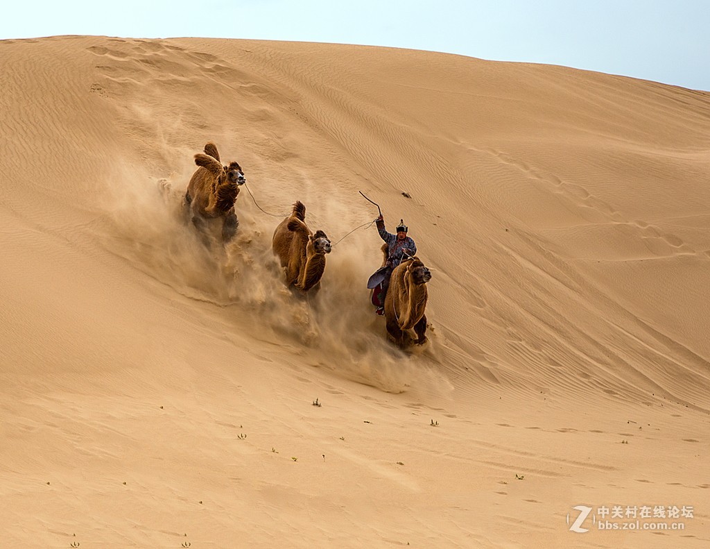 骆驼跑起来