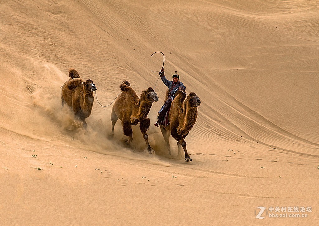 骆驼跑起来