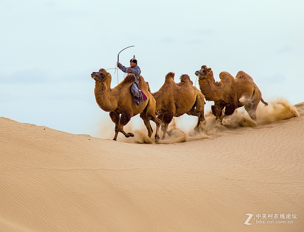 骆驼跑起来