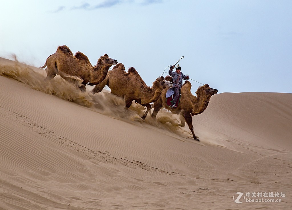 骆驼跑起来
