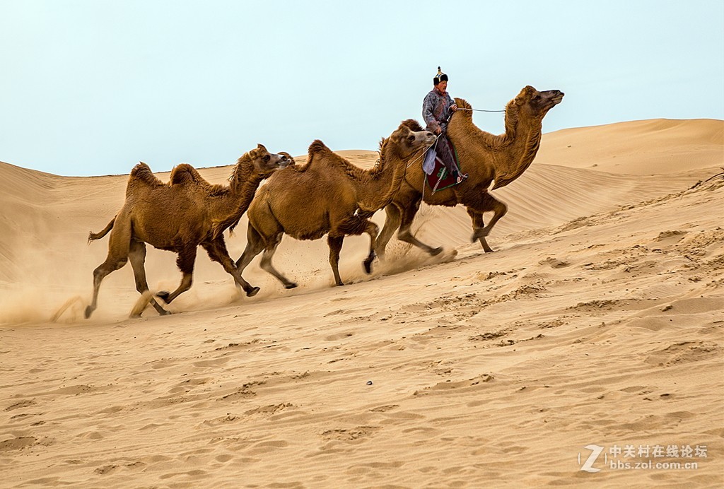 骆驼跑起来
