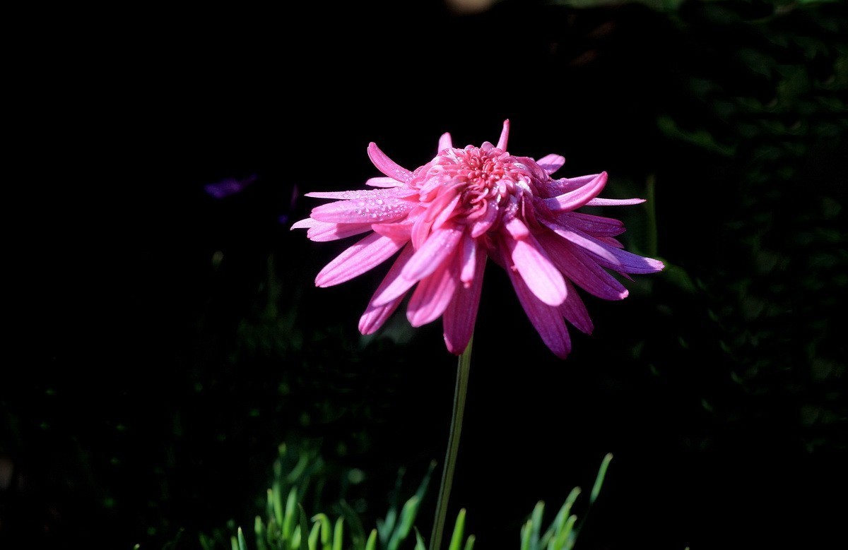 一组小花——玛格丽特