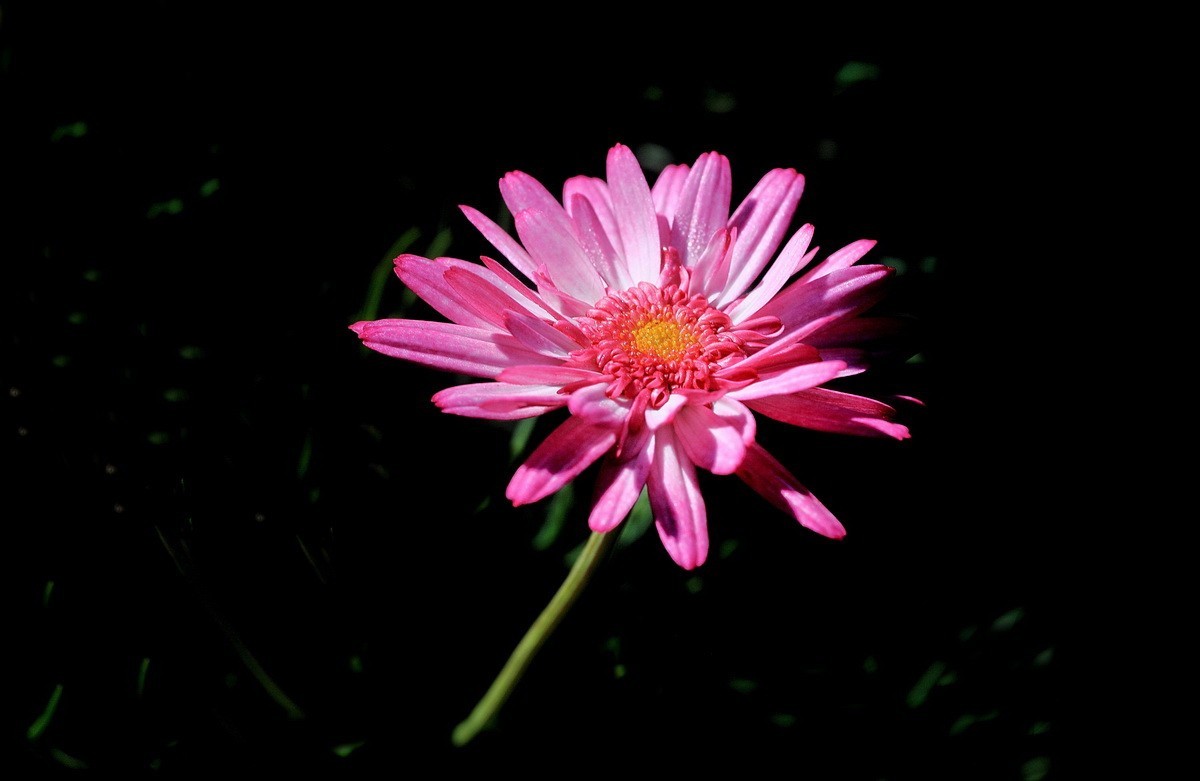 一组小花——玛格丽特